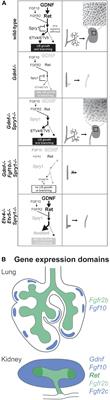 Mathematical Approaches of Branching Morphogenesis